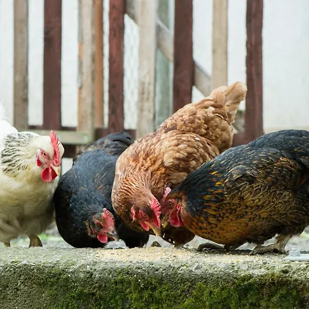 דירה Apfelhof-bodensee